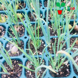 쪽파 모종 (2개) 베란다 텃밭 시장 씨앗 채소 꽃 묘종
