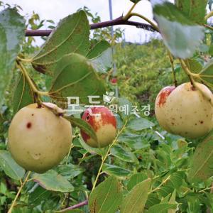 왕대추나무 (접목1년생) 특묘 다왕자오 대추묘목 사과