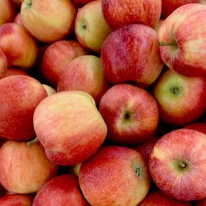 [참다올] 사과 10kg(30-40개)