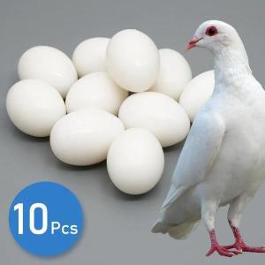 흰색 솔리드 플라스틱 가짜 비둘기 알, 부화 용품 훈련 도구, 실물 같은 계란 더미, 10 개