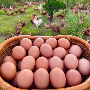 [자연맛남] 섬진강 자연에서 키운 난각1호 동물복지 계란 특란 30구