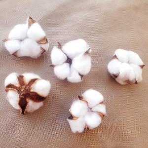 흰색 목화머리 ( 5개 ) 꽃다발 꽃꽂이 만들기 재료 목화솜