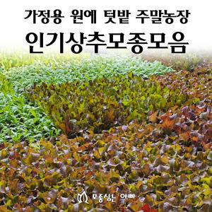 [모종심는아빠] 인기 상추 모종72개(트레이한판)