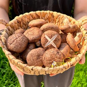 장흥 무농약 생표고버섯 가정용 특품 2kg 4kg
