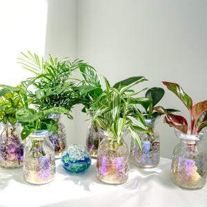 (1개+1개) 홀로그램 수경재배 DIY 공기정화식물 오로라 인테리어 화분 14종