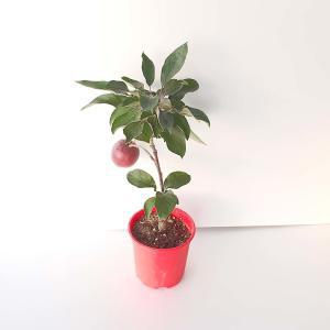 미니 꽃 붉은 사과 나무 분재 묘목 열매 화분 인테리어 식물 키우기