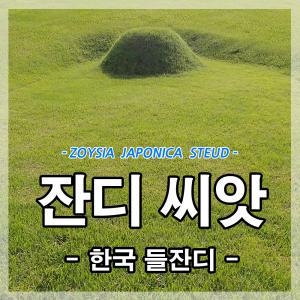 한국 잔디씨앗20g-2개 정원 산소용 들잔디 조선 묘지 종자 한국형