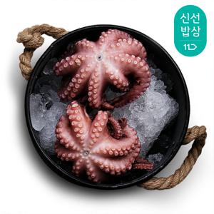 [품질보장] 더신선 통영 자연산 활 돌문어 800g 1-3미 / 산소포장 / 당일바리 산지직송