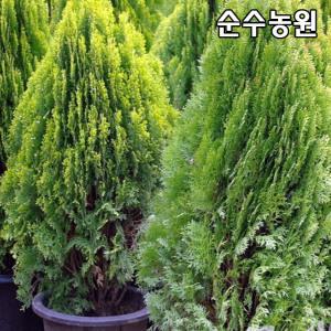 황금측백나무 묘목 키60~70cm(분)/상록수/산소/정원수/조경수