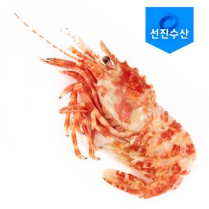 러시아 닭새우1kg 자연산새우