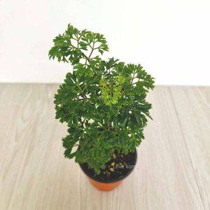 폴리셔스 폴리시아스  키우기쉬운 실내공기정화식물 공기청정식물 (반품불가)