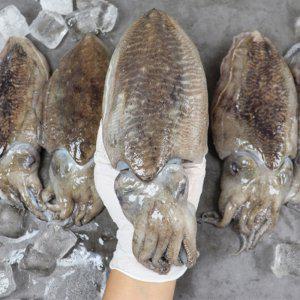 서천 자연산 갑오징어 생물갑오징어 1kg 손질갑오징어 500g 산지발송
