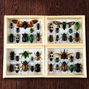 교육용 곤충 표본상자 액자 세트 우드 프레임 케이스