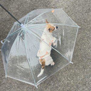 강아지 산책 우산 개우산 비옷 중소형견 펫 레인코트 우비 장마 모자 강아지용 애견 비오는날 반려견 전용