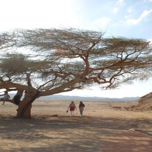 마르사 알람(Marsa Alam)에서 4x4 플러스 쿼드바이크와 낙타 타기로 즐기는 슈퍼 사파리