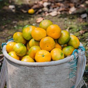 제주 서귀포 하우스 감귤 3kg 5kg 10kg 소과 로얄과 대과