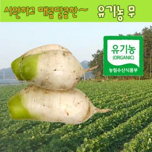 유기농 무 무말랭이 수박무 과일무 레드 비트 무청 시래기 무말랭이차 무차