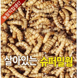 슈퍼밀웜1000마리 (4~5cm농장직접생산)고슴도치햄스터파충류먹이