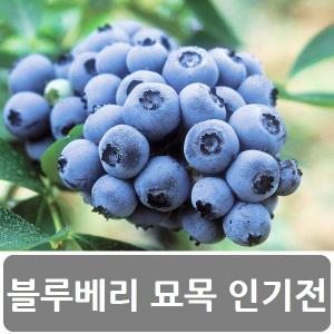 착한 블루베리 묘목 가게