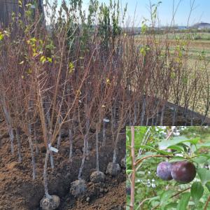 바이오체리 묘목 (결실주) 분묘 자두묘목 과일나무 체리자두 흑자두