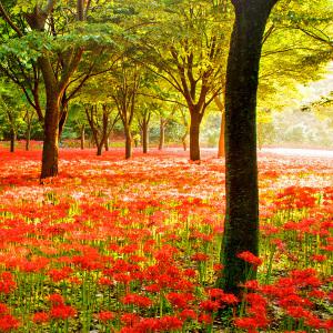 [전남] 영광 불갑산 상사화축제(꽃무릇)+명소(숲쟁이 꽃동산/법성포) 당일여행 /가을국내여행/ 서울경기出