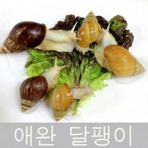 애완달팽이/코코피트/ 먹이/달팽이흙