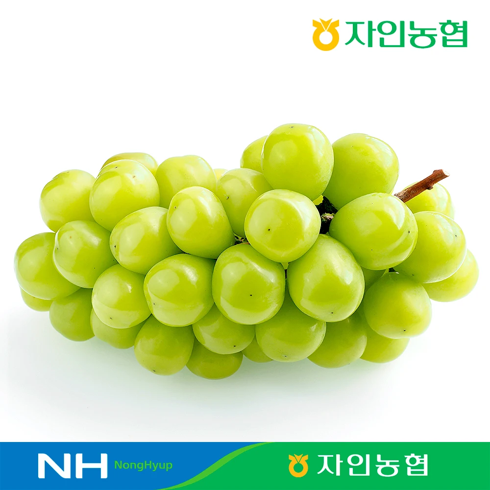 경산자인농협 고당도 샤인머스캣 2kg(2-3수) 농협선별 / GAP인증