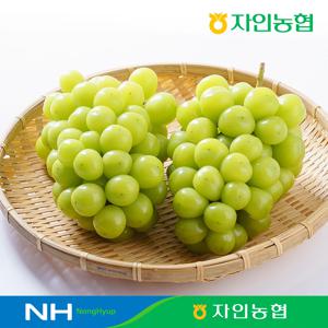 경산자인농협 고당도 하우스 샤인머스캣 2kg (2-3수) 농협선별 / GAP인증