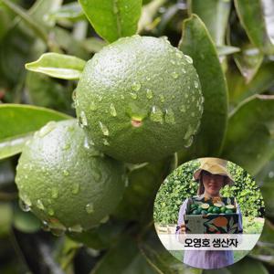 [8월1일순차발송]2024년 첫수확 제주 청귤(풋귤) 2kg(담금용)