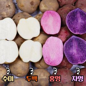 산지직송 햇감자 괴산 자영감자 대왕 5kg