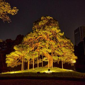 특별 야간 오픈: 긴 가을밤의 고이시카와 코라쿠엔 - 특별 티켓(도쿄 분쿄구)