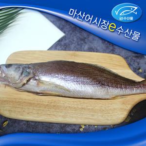 e수산물 반건조 제수용 민어조기 35cm 38cm 대 제수 제사용 생선 손질 간한 반건조 민어조기