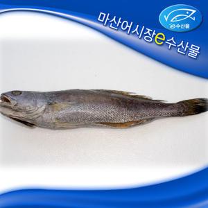 e수산물 반건조 국산참민어 37cm 중대 마산어시장 반건조생선 제수용참민어 제사생선