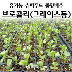 [모종심는아빠] 슈퍼푸드 녹색 꽃양배추 브로콜리 그레이스돔 모종3개