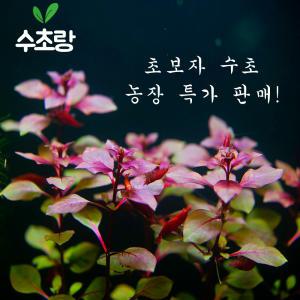 [수초랑]초보수초모음 수초행사