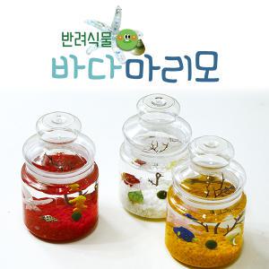 바다마리모/캔디병/DIY만들기/수경식물/마리모키우기/체험