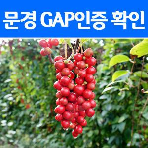 팜플 2024년 GAP 문경 오미자 생과 생오미자 산지발송/문경/생과/건오미자/청/엑기스