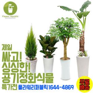 플라워리퍼블릭 개업식화분/공기정화/고무나무/금전수