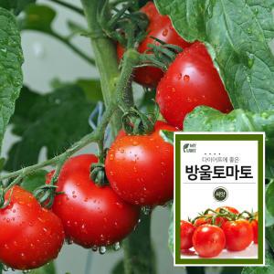 마이플랜트 방울토마토 채소 재배 씨앗 베란다 텃밭 가꾸기