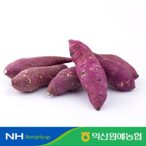 [익산원예농협] 탑마루 햇 꿀고구마 2~5kg 특상 사이즈