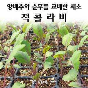 [모종심는아빠]  양배추와 순무를 교배한 채소 적콜라비 모종3개