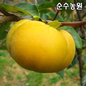 감나무 묘목, 조추단감 결실주 R3cm(분)/유실수/과실수