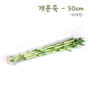 [레드포인트]식물탐구 수경재배 개운죽 50cm(10개)(반품불가)