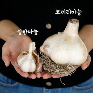 [해남미소] (주)현소농 농업회사법인 코끼리마늘 2kg(쪽분리)