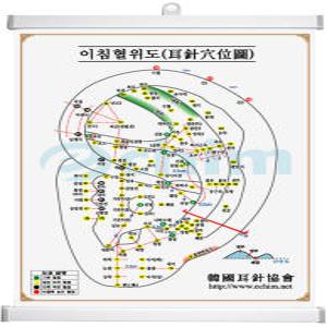 족자형 이침 혈위도(한글-중형) - 티침/이침/이혈/사혈침/이석/귀모형/경락/이침교육/수지침/한국이침협회