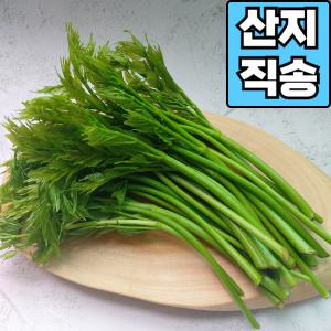 [산지 그대로] 신선한 여름두릅 드룹 두룹 500g