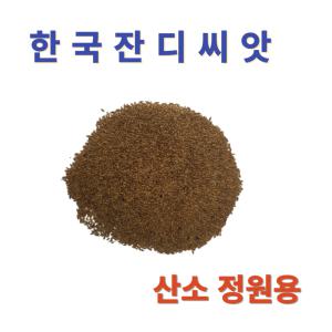 한국잔디씨앗 15g-1봉 낮게자람 산소 정원용 고온 병충해강 들 조선