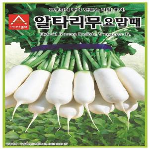 아시아 요맘때 알타리무 씨앗 500g