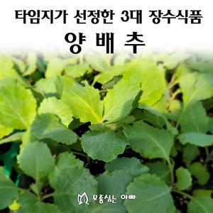 [모종심는아빠] 타임지가 선정한 서양3대 장수식품 양배추 모종72개(트레이한판)