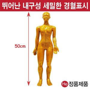 동인형 황금색 여자 50cm TS9001ZY 경혈인형 수지침 혈자리 지압봉 요골 척골 인체해부도 고관절 인체모형